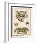 Gecarcinus Anisochele and Other Crabs-Benard-Framed Photographic Print