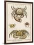 Gecarcinus Anisochele and Other Crabs-Benard-Framed Photographic Print