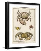 Gecarcinus Anisochele and Other Crabs-Benard-Framed Photographic Print