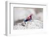 Gecko in Africa-kjekol-Framed Photographic Print