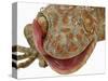 Gecko Licking Eye-Martin Harvey-Stretched Canvas