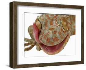 Gecko Licking Eye-Martin Harvey-Framed Photographic Print