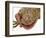 Gecko Licking Eye-Martin Harvey-Framed Photographic Print