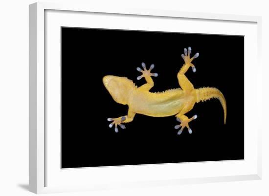 Gecko Lizard on Clear Glass-nico99-Framed Photographic Print