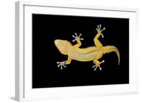 Gecko Lizard on Clear Glass-nico99-Framed Photographic Print