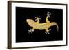 Gecko Lizard on Clear Glass-nico99-Framed Photographic Print