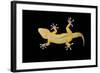 Gecko Lizard on Clear Glass-nico99-Framed Photographic Print