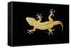 Gecko Lizard on Clear Glass-nico99-Framed Stretched Canvas