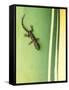 Gecko on Plant, Madagascar-Edwin Giesbers-Framed Stretched Canvas