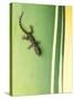 Gecko on Plant, Madagascar-Edwin Giesbers-Stretched Canvas