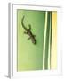 Gecko on Plant, Madagascar-Edwin Giesbers-Framed Photographic Print