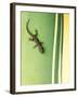 Gecko on Plant, Madagascar-Edwin Giesbers-Framed Photographic Print