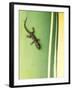 Gecko on Plant, Madagascar-Edwin Giesbers-Framed Photographic Print