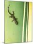 Gecko on Plant, Madagascar-Edwin Giesbers-Mounted Photographic Print