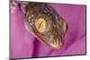 Geckos close-up-Adam Jones-Mounted Photographic Print