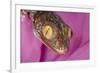 Geckos close-up-Adam Jones-Framed Photographic Print