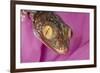 Geckos close-up-Adam Jones-Framed Photographic Print