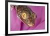 Geckos close-up-Adam Jones-Framed Photographic Print