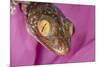 Geckos close-up-Adam Jones-Mounted Photographic Print