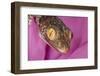 Geckos close-up-Adam Jones-Framed Premium Photographic Print