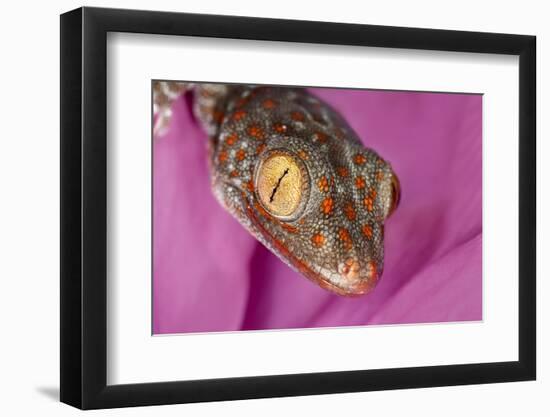 Geckos close-up-Adam Jones-Framed Premium Photographic Print