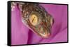 Geckos close-up-Adam Jones-Framed Stretched Canvas