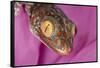 Geckos close-up-Adam Jones-Framed Stretched Canvas