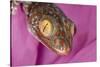Geckos close-up-Adam Jones-Stretched Canvas