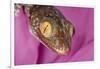 Geckos close-up-Adam Jones-Framed Photographic Print