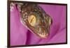 Geckos close-up-Adam Jones-Framed Photographic Print