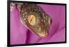 Geckos close-up-Adam Jones-Framed Photographic Print