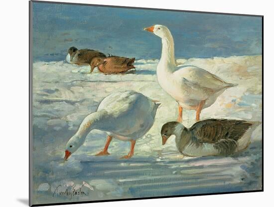 Geese and Mallards, 2000-Timothy Easton-Mounted Giclee Print