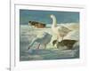 Geese and Mallards, 2000-Timothy Easton-Framed Giclee Print