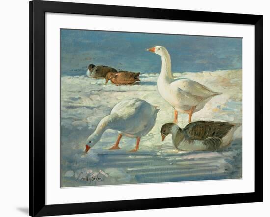 Geese and Mallards, 2000-Timothy Easton-Framed Giclee Print