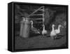 Geese and Milk Churns-null-Framed Stretched Canvas