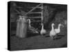 Geese and Milk Churns-null-Stretched Canvas