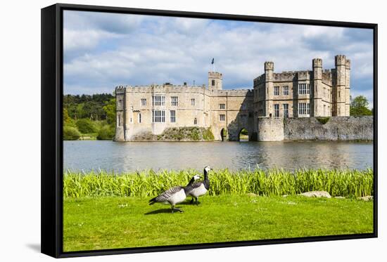 Geese at Leeds Castle, Maidstone, Kent, England, United Kingdom, Europe-Matthew Williams-Ellis-Framed Stretched Canvas