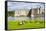 Geese at Leeds Castle, Maidstone, Kent, England, United Kingdom, Europe-Matthew Williams-Ellis-Framed Stretched Canvas