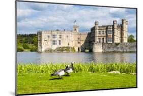 Geese at Leeds Castle, Maidstone, Kent, England, United Kingdom, Europe-Matthew Williams-Ellis-Mounted Photographic Print