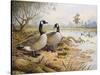 Geese: Canada-Carl Donner-Stretched Canvas
