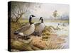 Geese: Canada-Carl Donner-Stretched Canvas