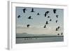 Geese Fly Over Ostriches On Amboseli Lake-Charles Bowman-Framed Photographic Print