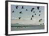 Geese Fly Over Ostriches On Amboseli Lake-Charles Bowman-Framed Photographic Print