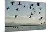 Geese Fly Over Ostriches On Amboseli Lake-Charles Bowman-Mounted Photographic Print