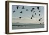 Geese Fly Over Ostriches On Amboseli Lake-Charles Bowman-Framed Photographic Print