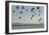 Geese Fly Over Ostriches On Amboseli Lake-Charles Bowman-Framed Photographic Print