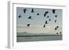 Geese Fly Over Ostriches On Amboseli Lake-Charles Bowman-Framed Photographic Print