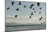 Geese Fly Over Ostriches On Amboseli Lake-Charles Bowman-Mounted Photographic Print