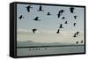 Geese Fly Over Ostriches On Amboseli Lake-Charles Bowman-Framed Stretched Canvas