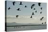 Geese Fly Over Ostriches On Amboseli Lake-Charles Bowman-Stretched Canvas